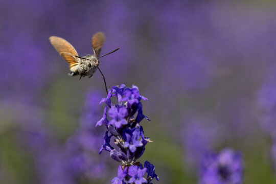 View of a hummingbird hawk-moth hovering and feeding on a purple lavender flower in a blooming field in Wittenheim, Grand Est, France.