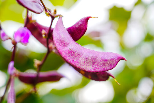 Purple beans grow naturally outdoors