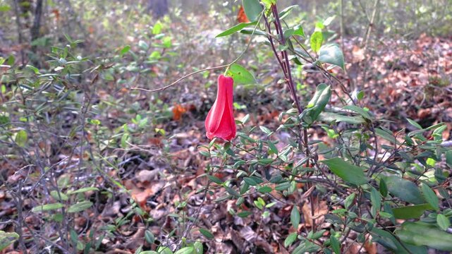 The copihue, Chile's national flower, is shown in full bloom with its petals open, its bell shape displaying an intense red color. The image shows it hanging from a vine in the native forest.