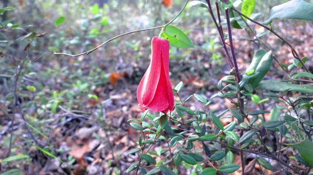 The copihue, Chile's national flower, is shown in full bloom with its petals open, its bell shape displaying an intense red color. The image shows it hanging from a vine in the native forest.