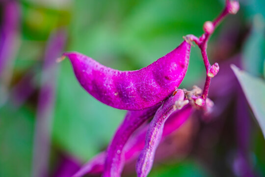 Purple beans grow naturally outdoors
