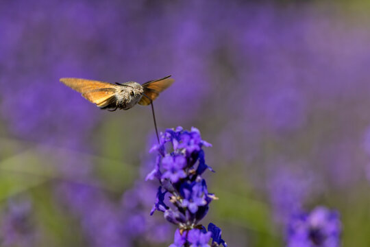 View of a hummingbird hawk-moth hovering and feeding on purple lavender flowers in a blooming field Wittenheim, Grand Est, France.