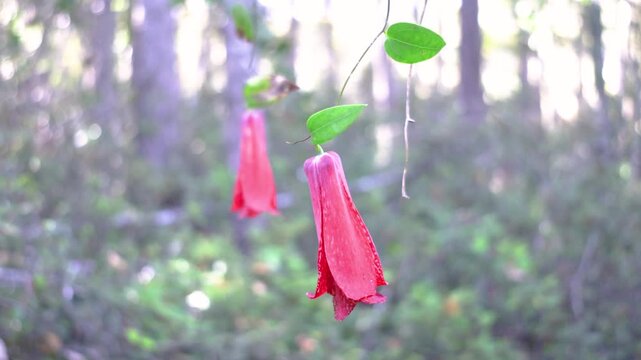 The copihue, Chile's national flower, is shown in full bloom with its petals open, its bell shape displaying an intense red color. The image shows it hanging from a vine in the native forest.