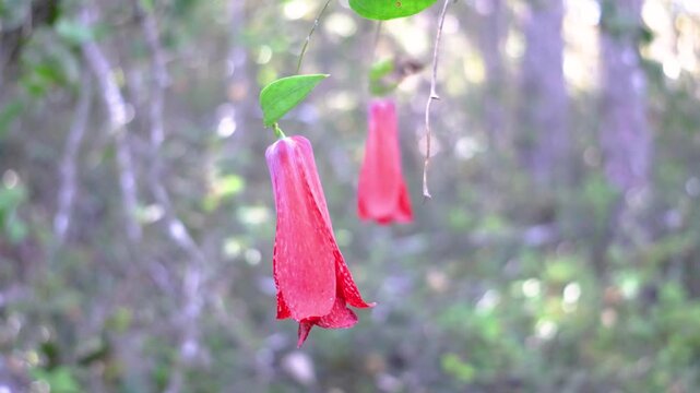 The copihue, Chile's national flower, is shown in full bloom with its petals open, its bell shape displaying an intense red color. The image shows it hanging from a vine in the native forest.