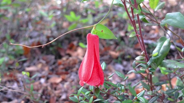 The copihue, Chile's national flower, is shown in full bloom with its petals open, its bell shape displaying an intense red color. The image shows it hanging from a vine in the native forest.