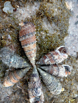 Sea shell of raw whelk, sea snails bulot, coral rock background