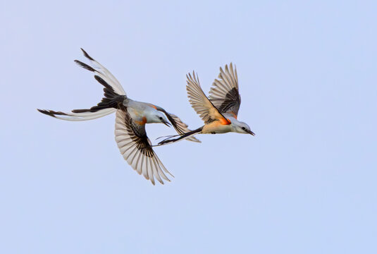 Scissor-tailed flycatchers (Tyrannus forficatus) chasing in the air, Galveston, texas, USA.