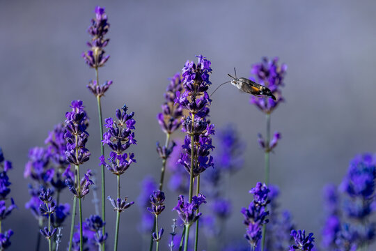 View of a hummingbird hawk-moth feeding on vibrant purple lavender flowers with a soft bokeh background and delicate green stems Wittenheim, Grand Est, France.
