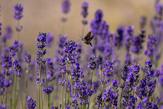 View of a hummingbird hawk-moth feeding on blooming purple lavender flowers in a field in Wittenheim, Grand Est, France.