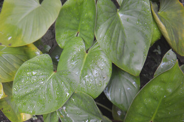Wet Green Heart-Shaped Leaves With Water Droplets On Tropical Philodendron Foliage After Rain © Zefry