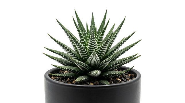 A potted zebra haworthia succulent plant with striped green leaves in a black pot.