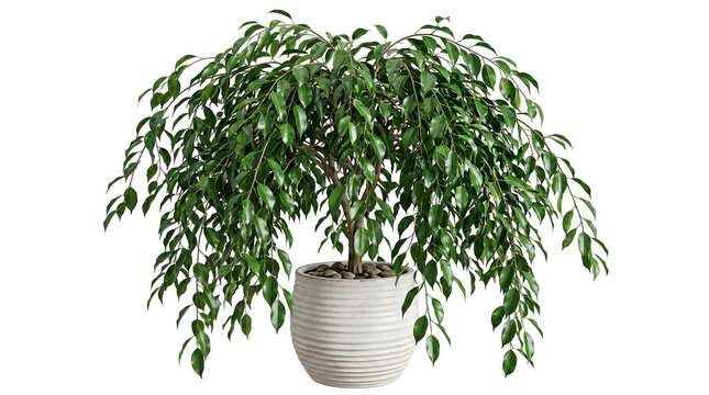 A lush green weeping fig tree in a textured white pot isolated on a.