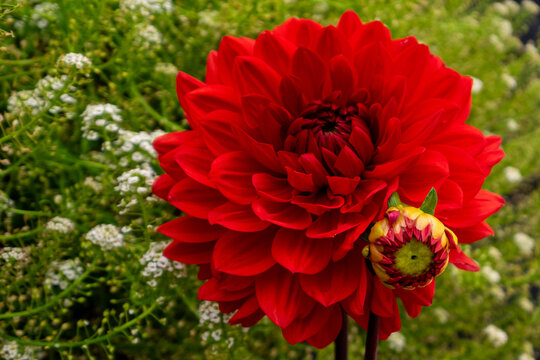 A large red dahlia flower growing in a perennial garden with delicate white baby's breath. The tuber-style bloom has toothed leaves with bushy heads. Each floret is a perennial flower. 