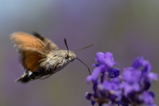 View of a hummingbird hawk-moth hovering and feeding on purple lavender flowers with a blurred background in Wittenheim, Grand Est, France.