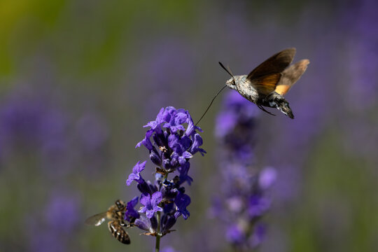 View of a hummingbird hawk-moth hovering and feeding on a purple lavender flower with a bee nearby in a field Wittenheim, Grand Est, France.