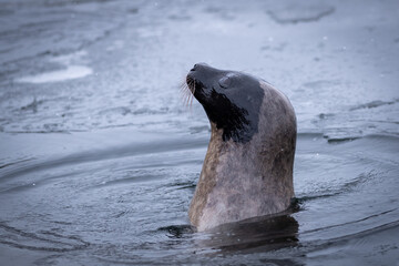 Naklejka premium An adult harp seal swims with its head out of the frigid Atlantic Ocean. The animal has long whiskers, dark eyes, a grey fur coat, and a heart shaped nose. The side view of the seal shows no ears.