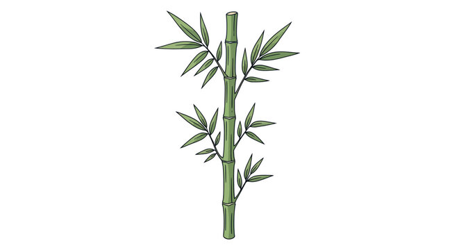 Green bamboo stalk with leaves hand drawn illustration isolated on white background
