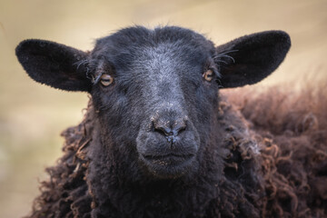 A large black sheep standing up close with thick, crimped black hair and wool fleece. The livestock animal has bright eyes with rectangular pupils, a long snout, and large ears. The animal is timid. © Dolores  Harvey