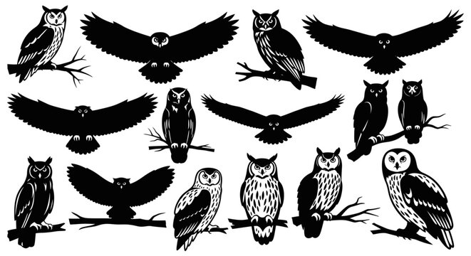 Collection of owls in various poses.
