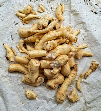 Close-up of fresh, raw arracacha roots on a textured background - Arracacia xanthorrhiza