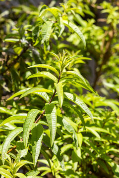 Botanical detail of lemon verbena leaves in outdoor agricultural cultivation - Aloysia citrodora