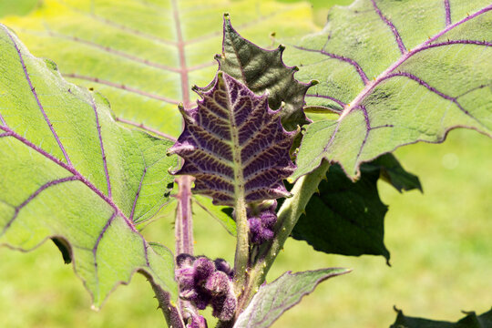 A detailed view of the clusters of young lulo (Solanum quitoense) flowers growing beneath large, veined tropical leaves.
