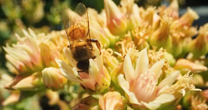 Bumblebee collecting pollen from beautiful, yellow flowers in spring season - closeup shot