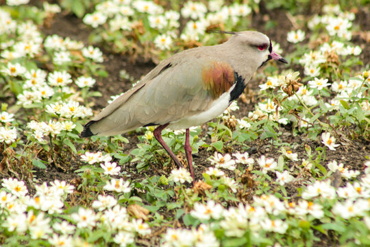 A bird with the scientific name Vanellus chilensis, called quero-quero in Brazil and abibe-do-sul in Portugal, amidst many white flowers, in Baguiri Park in Curitiba, Paran&aacute;, Brazil.