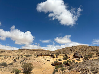 Tree trunk fossils in Makhtesh Gadol © irairopa