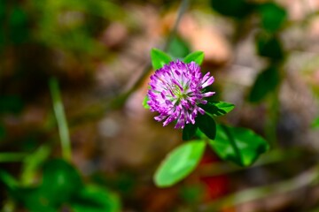 Fototapeta premium Red clover (Trifolium pratense) flowers. Fabaceae perennial. Pink, butterfly-shaped flowers bloom in clusters in early summer.