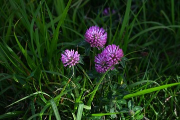 Fototapeta premium Red clover (Trifolium pratense) flowers. Fabaceae perennial. Pink, butterfly-shaped flowers bloom in clusters in early summer.