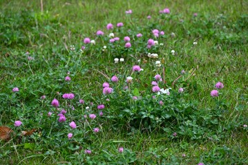 Fototapeta premium Red clover (Trifolium pratense) flowers. Fabaceae perennial. Pink, butterfly-shaped flowers bloom in clusters in early summer.