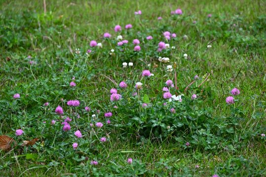 Red clover (Trifolium pratense) flowers. Fabaceae perennial. Pink, butterfly-shaped flowers bloom in clusters in early summer.