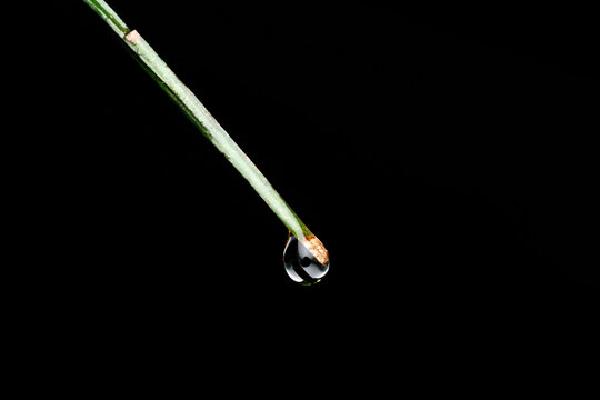 Gota