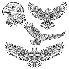 Obraz premium Detailed illustrations of eagle heads wings.