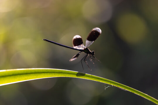 View of a dark-winged damselfly perched on a thin green leaf against a soft bokeh background in Wittenheim, Grand Est, France.
