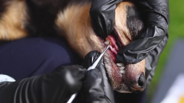 Pet dog dental care, oral hygiene and teeth treatment, veterinarian specialist holding small black dog, vet performs cleaning procedure and brushing dog teeth at home with toothbrush, grooming service