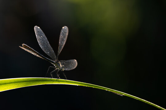 View of a damselfly with translucent wings perched on a green blade of grass against a dark background in Wittenheim, Grand Est, France.