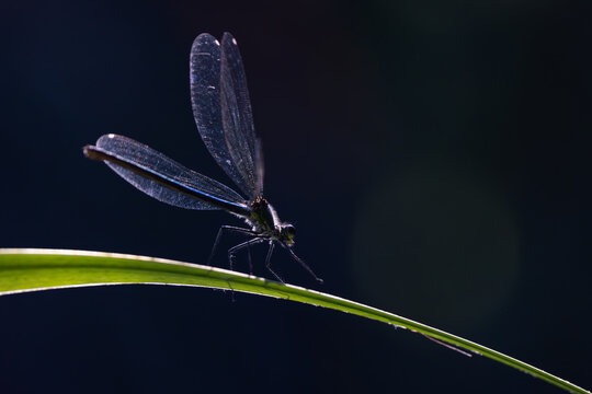 View of a damselfly with translucent wings perched on a green leaf against a dark background in Wittenheim, Grand Est, France.