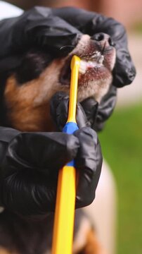 Pet dog dental care, oral hygiene and teeth treatment, veterinarian specialist holding small black dog, vet performs cleaning procedure and brushing dog teeth at home with toothbrush, grooming service