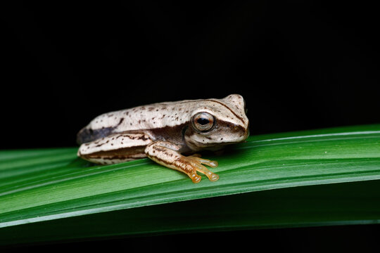 Perereca
