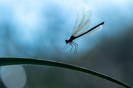 View of a delicate damselfly with transparent wings perched on a green leaf against a soft blue bokeh background Wittenheim, Grand Est, France.