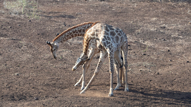 Young male giraffes fighting for dominance in Kruger National Park in South Africa RSA