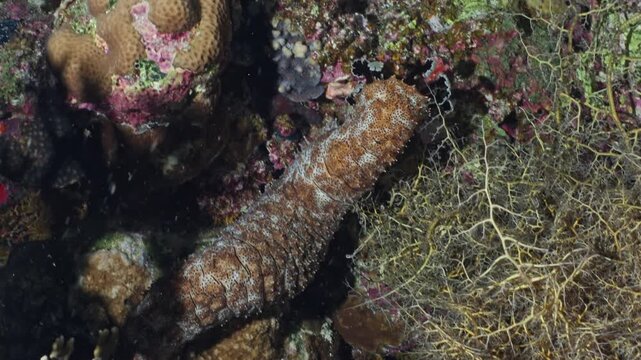 Close up of a brown sea cucumber (Holothuroidea) resting on a colorful coral reef underwater