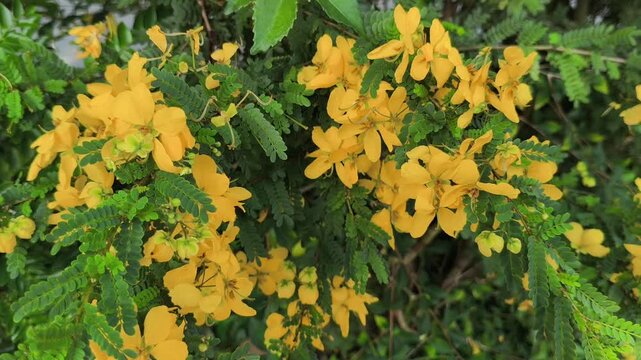 Senna surattensis displaying bright yellow flowers in full bloom, showcasing the beauty of this ornamental tropical shrub commonly planted in gardens, parks, and landscape settings.