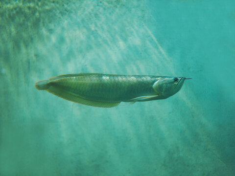 Beautiful Fish, Silver Arapaima
