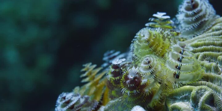 Macro close up of a beautiful feather duster worm gently swaying on a coral reef. Underwater marine life
