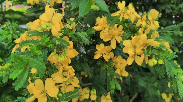 Senna surattensis displaying bright yellow flowers in full bloom, showcasing the beauty of this ornamental tropical shrub commonly planted in gardens, parks, and landscape settings.