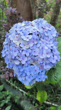 Hydrangea macrophylla flowers blooming in large colorful clusters, showcasing delicate petals and lush foliage that add elegance to gardens and ornamental landscapes