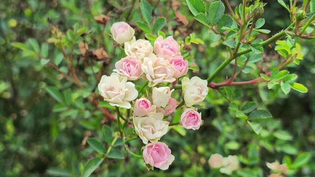 Beautiful Baby Rose flowers blooming with delicate layered petals and soft colors, creating an elegant and romantic atmosphere in a natural garden setting.